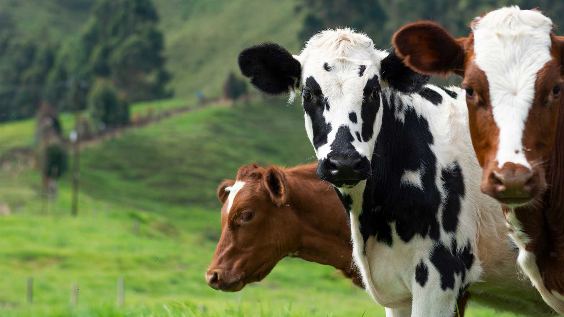 Pastoral dairy farm landscape