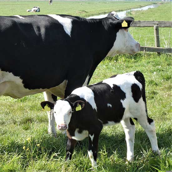 Sustainable farming practices
